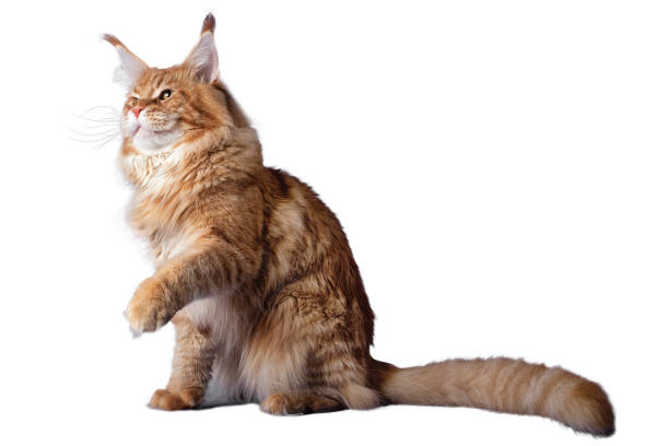 istock A big red maine coon cat sitting in studio. 1372027936