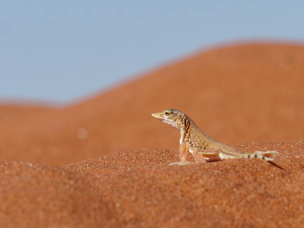 schaufel snouted lizard - desert animals stock-fotos und bilder