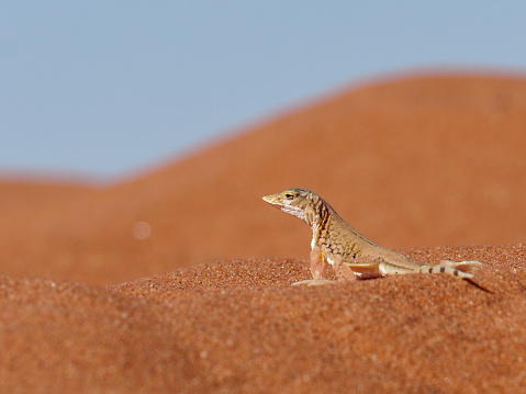 a lizard lives in the sand of the  Namib Desert near Walvis Bay, Namibia