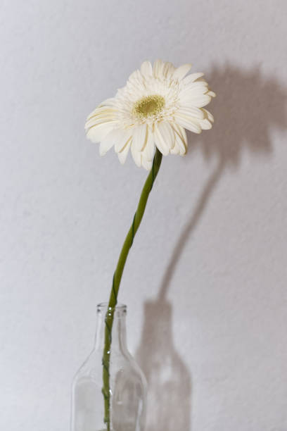 テーブルの上のボトルの美しい大きな白いガーベラは、壁に影を落とします - flower sparse single flower gerbera daisy ストックフォトと画像