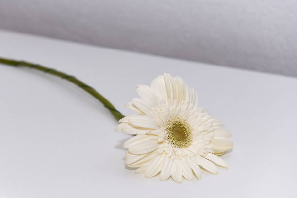 白いテーブルの上に美しい大きな白いガーベラ - flower sparse single flower gerbera daisy ストックフォトと画像