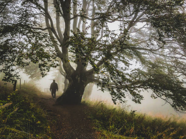 istock I walk under a big tree in the strong fog. 1372031158