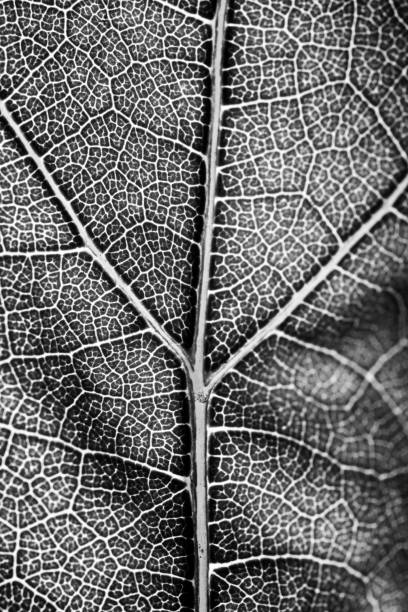 istock Abstract Macro Detail of a Leaf 1372032781