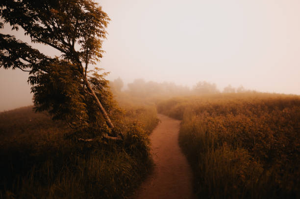 Mountain Field Path at Sunset Golden Hour