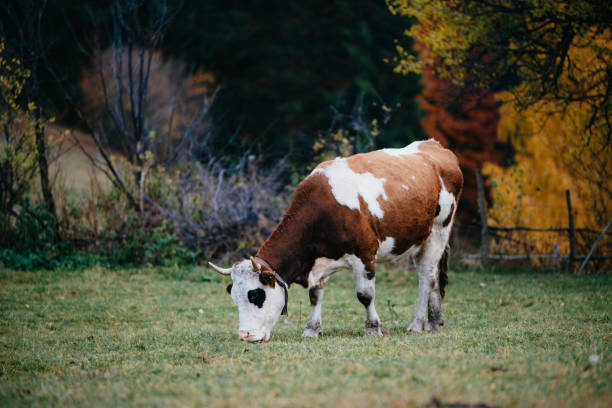 Free raised  brown cow eating grass during autumn in Vălenii de Munte, Prahova, Romania