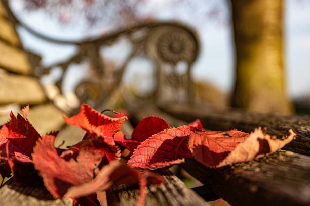 istock Red leaves fallen by a bench in Autumn 1372034247