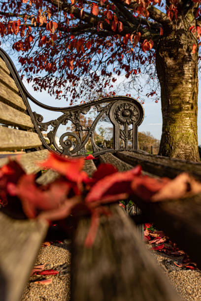 istock Red leaves fallen by a bench in Autumn 1372034266