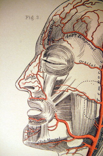 This is an antique medical illustration of a human face.
