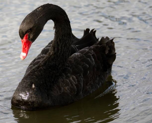 istock Black swan swims in the water. 1372036222