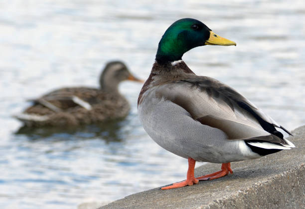istock Mallard standing near the water. 1372036328