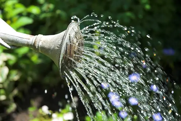 Old watering can watering flowers.
