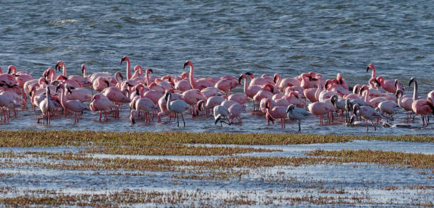 istock Lesser Flamingos 1372037170