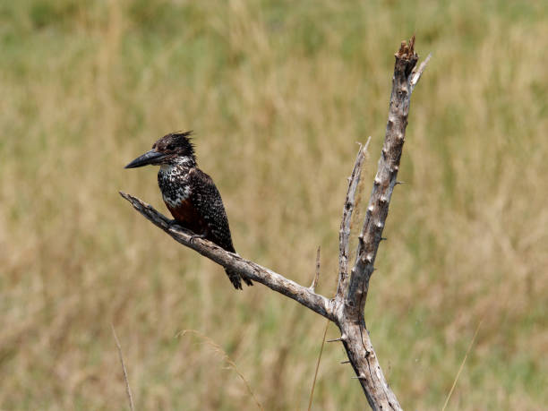 istock Giant Kingfisher 1372038204