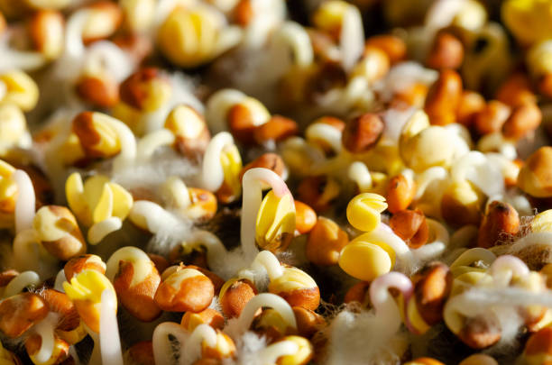 istock Radish sprouts germinating on humus soil, in direct sunlight 1372038920