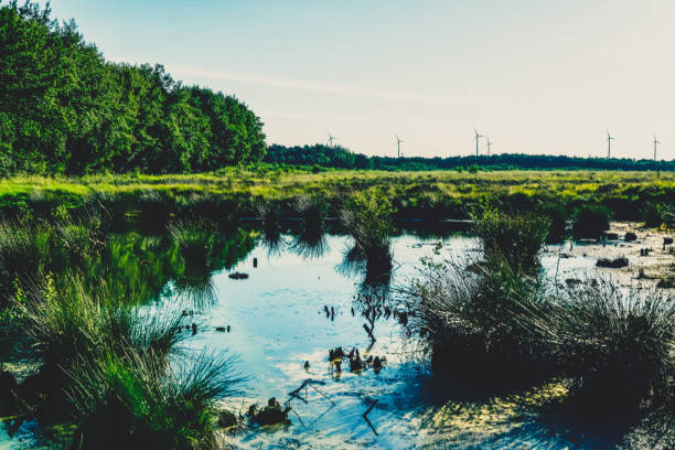 istock A moor area in Germany. 1372039065