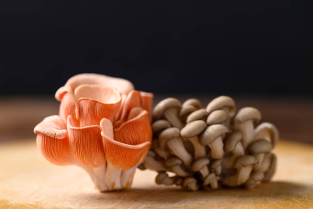 istock Pink oyster and brown mushroom (Edible mushroom) 1372039856