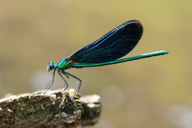 istock Dragonfly blue wings. Close-up. On a light background. 1372040072