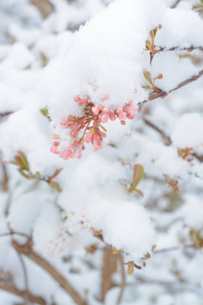 istock Pink lilac buds under the snow in a vertical 1372040897