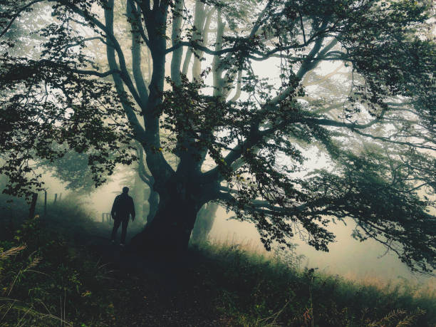 istock I walk under a big tree in the strong fog. 1372042800