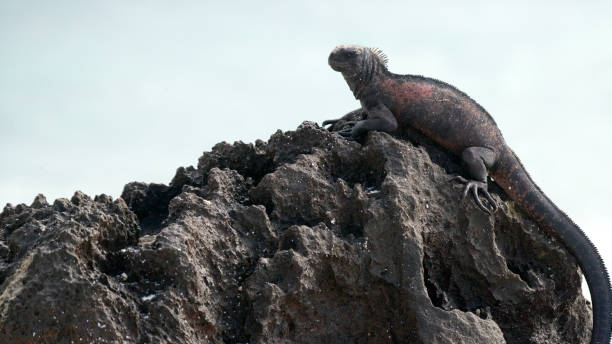 Adult Marine Iguana ( Amblyrhyncus cristatus )