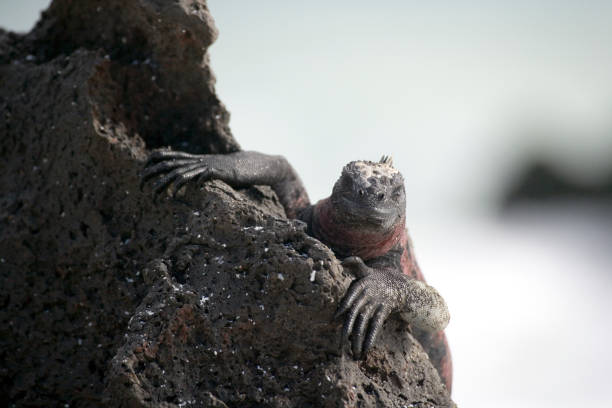istock Adult Marine Iguana ( Amblyrhyncus cristatus ) 1372042820