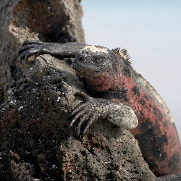 Adult Marine Iguana Amblyrhyncus cristatus on the Island of Espanola in the Galapagos Archipelago Pacific Ocean Ecuador Also known as Hood Island this island has a central volcano