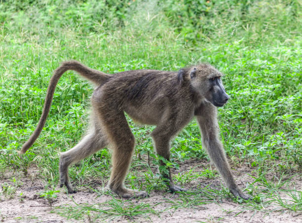 istock female Chacma Baboon, Papio ursinus, walking. Chobe NP, Botswana 1372042856