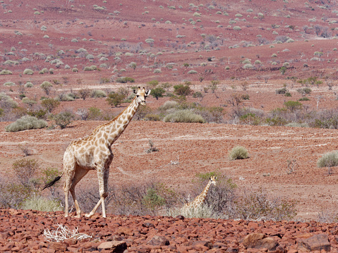 Giraffe search for water in western Namibia