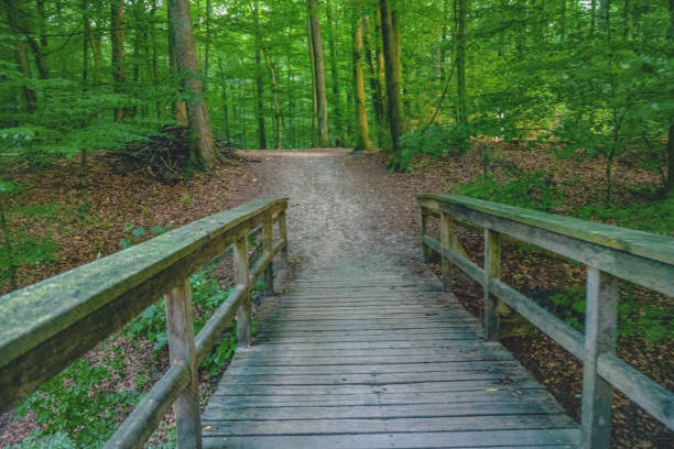 Bridge over a lake in a forest in Germany.