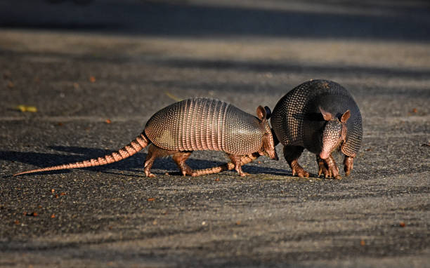 Two Armadillos Walking Together stock photo