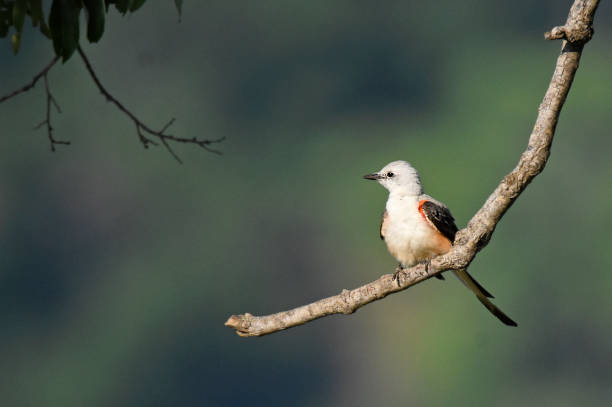 istock Scissor-tailed Flycatcher on a Hanging Branch 1372043763