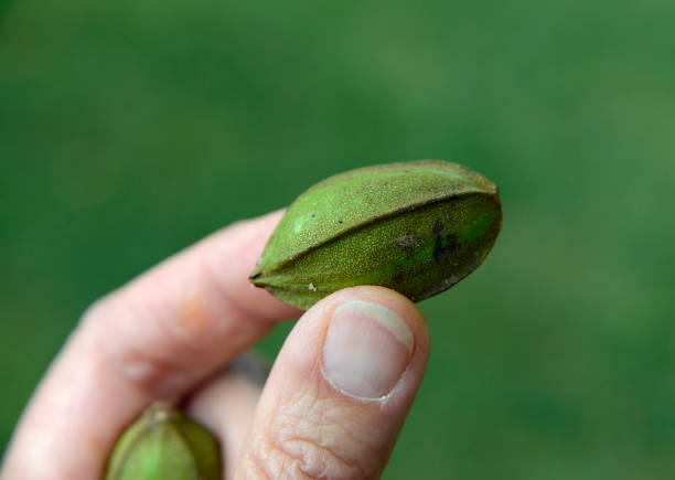 Unripe pecan nut from the tree.