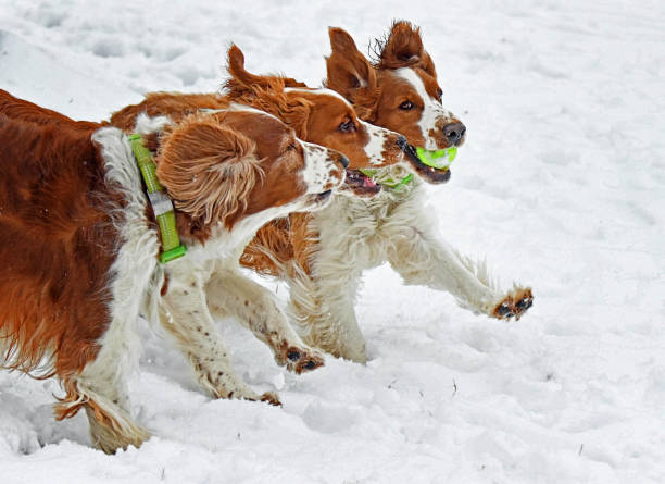istock Three Welsh Springer Spaniels Running Together in Snow 1372043831