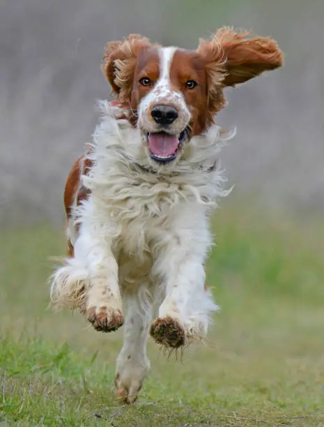 Happy faced Welsh Springer Spaniel running with mouth smiling and ears flying.