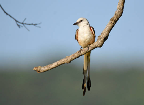 istock Scissor-tailed Flycatcher With Blue Sky 1372043886