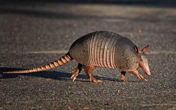 Armadillo Walking on Pavement Armadillo walking sideways on paved road. armadillo stock pictures, royalty-free photos & images