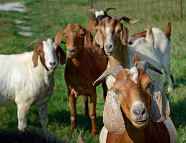 istock Group of Brown and White Goats 1372043905