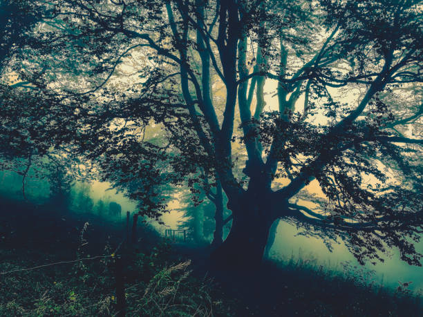 istock Trees in the Black Forest in Germany with fog. 1372043932