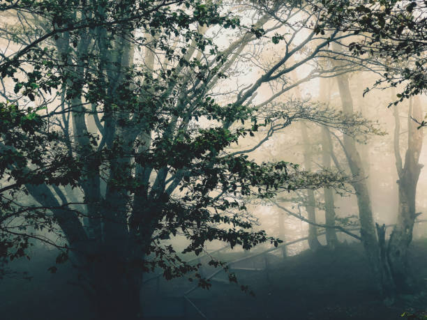 istock Path through the Black Forest in Germany with fog. 1372044856