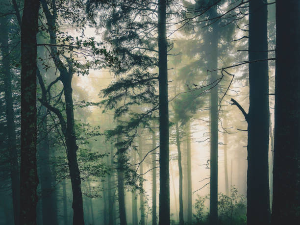 istock The Black Forest in Germany with fog. 1372047288
