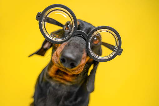 Portrait of funny dachshund puppy with silly look, who wears old-fashioned glasses for vision correction with round thick lenses, yellow background, copy space and ad