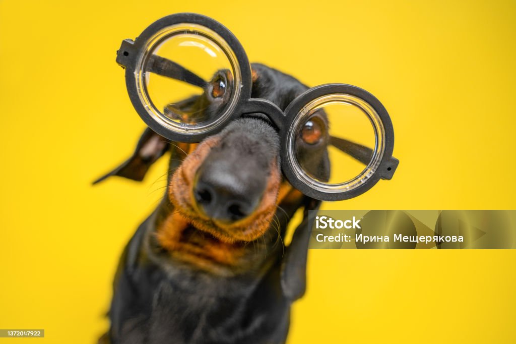 Portrait of funny dachshund puppy with silly look, who wears old-fashioned glasses for vision correction with round thick lenses, yellow background, copy space and ad. Portrait of funny dachshund puppy with silly look, who wears old-fashioned glasses for vision correction with round thick lenses, yellow background, copy space and ad Dog Stock Photo