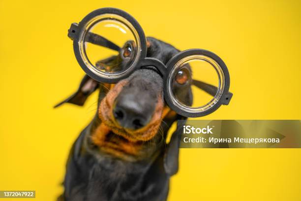 Portrait Of Funny Dachshund Puppy With Silly Look Who Wears Oldfashioned Glasses For Vision Correction With Round Thick Lenses Yellow Background Copy Space And Ad Stock Photo - Download Image Now