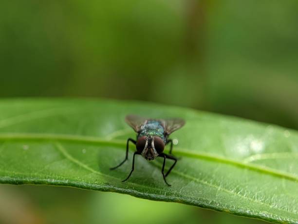 istock macro photography, fly photo 1372048911