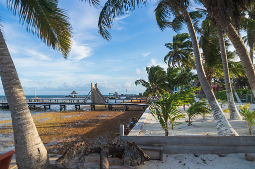 Sargassum algaes, seaweed, washed ashore the idyllic sand beach with palm trees of Caye Caulker, Belize