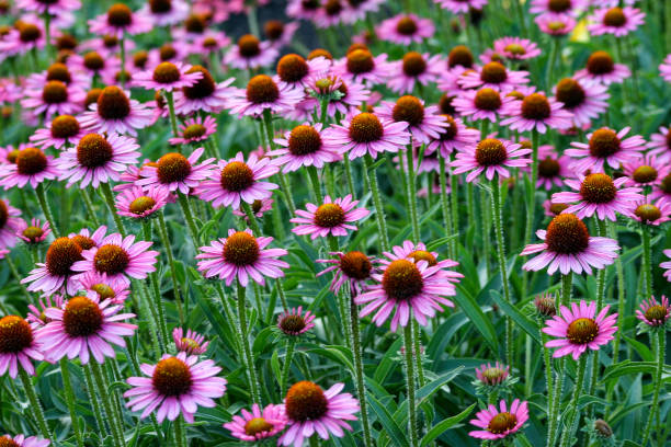 수레국화 필드 - echinacea 뉴스 사진 이미지