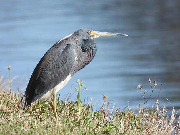 Tricolored Heron (Egretta tricolor) at water's edge Tricolored Heron - profile tricolored heron stock pictures, royalty-free photos & images