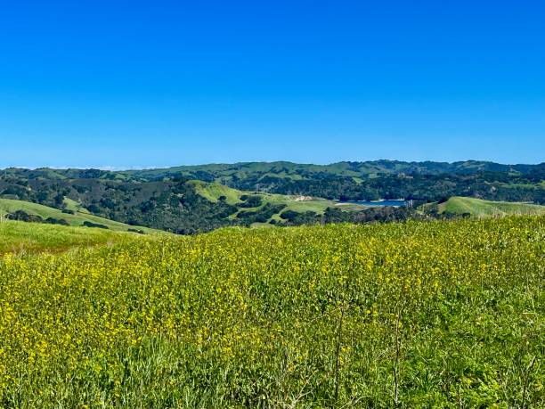 istock Rolling hills looking east toward Mt Diablo 1372054952