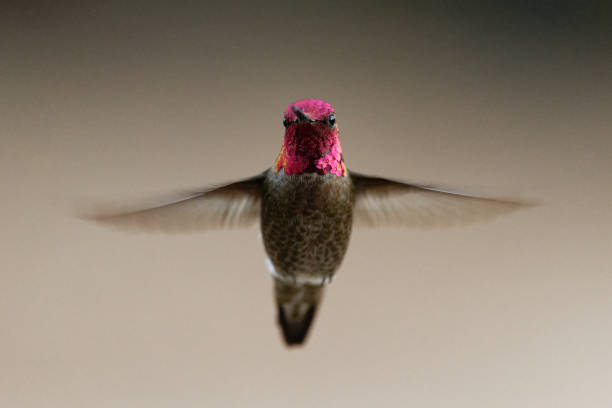 a hummingbird hovers near a food source in central Arizona