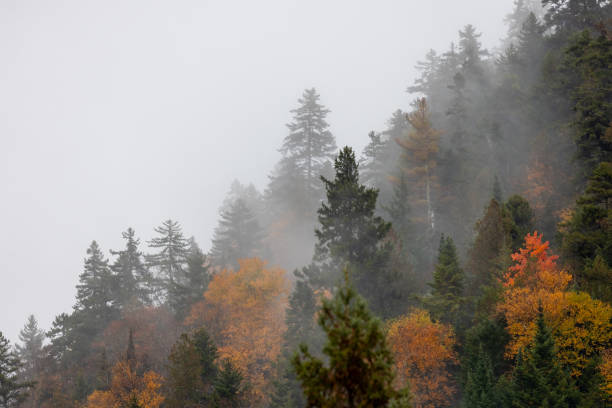 bosque boreal multicolor en otoño rodeado de niebla durante un día lluvioso nublado, quebec, canadá - laurentian moutains fotografías e imágenes de stock